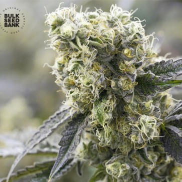 Насіння конопель The Unlimited Feminised